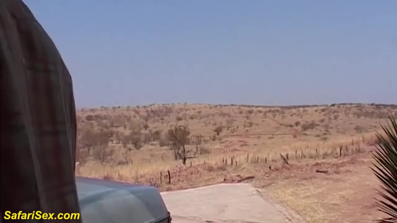 Beauty's milf video by Safari Sex Free Porn Videos | BestPornHubs.