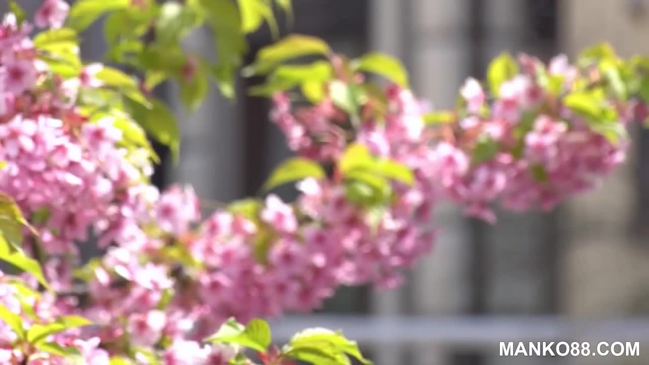 Manko88 featuring Cherry's blowjob clip Free Porn Videos | BestPornHubs.